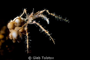 Spider crab light with a snoot by Gleb Tolstov 